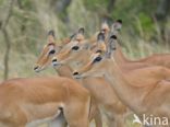 Impala (Aepyceros melampus)