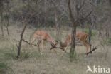 Impala (Aepyceros melampus)