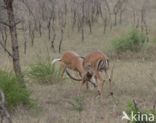 Impala (Aepyceros melampus)