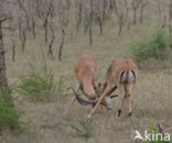 Impala (Aepyceros melampus)