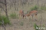 Impala (Aepyceros melampus)