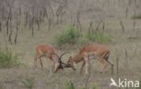 Impala (Aepyceros melampus)