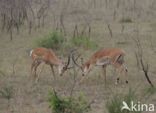 Impala (Aepyceros melampus)