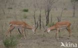 Impala (Aepyceros melampus)