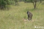 Olive baboon (Papio anubis)