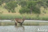 Defassa waterbok (Kobus defassa)