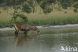 Defassa waterbok (Kobus defassa)