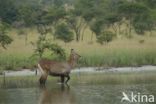 Defassa waterbok (Kobus defassa)