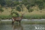 Defassa waterbok (Kobus defassa)