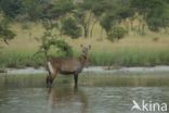 Defassa waterbok (Kobus defassa)