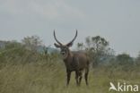 Defassa waterbok (Kobus defassa)