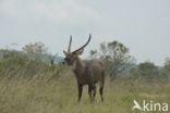 Defassa waterbok (Kobus defassa)