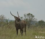 Defassa waterbok (Kobus defassa)