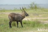 Defassa Waterbuck (Kobus defassa)