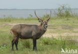 Defassa waterbok (Kobus defassa)