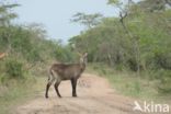 Defassa waterbok (Kobus defassa)