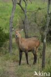 Defassa waterbok (Kobus defassa)