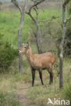 Defassa waterbok (Kobus defassa)