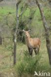 Defassa waterbok (Kobus defassa)