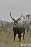 Defassa Waterbuck (Kobus defassa)