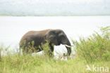 Afrikaanse olifant (Loxodonta africana)