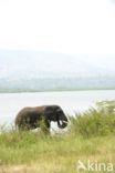 African elephant (Loxodonta africana)