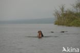 Hippopotamus (Hippopotamus amphibius)