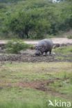 Hippopotamus (Hippopotamus amphibius)