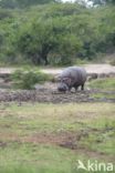 Nijlpaard (Hippopotamus amphibius)