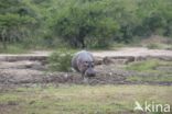 Nijlpaard (Hippopotamus amphibius)