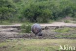 Hippopotamus (Hippopotamus amphibius)