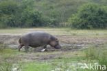 Nijlpaard (Hippopotamus amphibius)