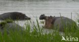 Hippopotamus (Hippopotamus amphibius)