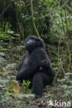 Mountain gorilla (Gorilla beringei beringei)