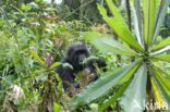 Mountain gorilla (Gorilla beringei beringei)