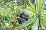 Mountain gorilla (Gorilla beringei beringei)