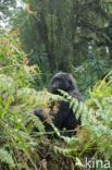 Mountain gorilla (Gorilla beringei beringei)