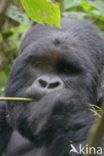 Mountain gorilla (Gorilla beringei beringei)