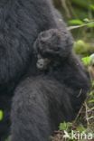 Mountain gorilla (Gorilla beringei beringei)