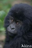 Mountain gorilla (Gorilla beringei beringei)