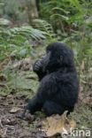 Mountain gorilla (Gorilla beringei beringei)