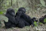 Mountain gorilla (Gorilla beringei beringei)