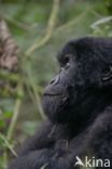 Mountain gorilla (Gorilla beringei beringei)