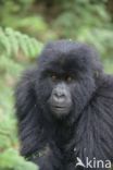 Mountain gorilla (Gorilla beringei beringei)