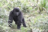 Mountain gorilla (Gorilla beringei beringei)