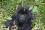 Mountain gorilla (Gorilla beringei beringei)