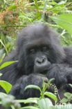 Mountain gorilla (Gorilla beringei beringei)