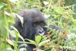 Mountain gorilla (Gorilla beringei beringei)