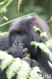 Mountain gorilla (Gorilla beringei beringei)