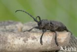 Weaver Beetle (Lamia textor)